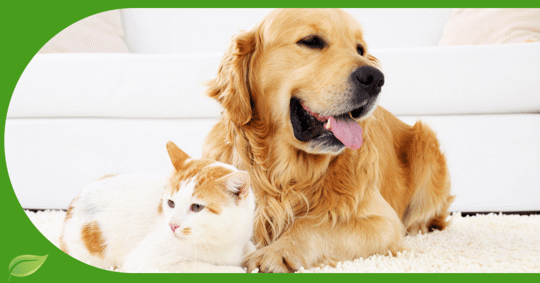 dog and cat laying on carpet in a home.